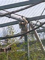 Gibbon a favoris blanc du nord - Nomascus leucogenys (1)